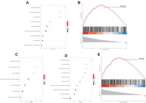 Figure 6 Single-gene GSEA enrichment analysis of biomarkers. (A) GO term bubble image: CHMP1A single gene GESA enrichment. (B) GO myeloid leukocyte mediated immunity (CHMP1A). (C) GO term bubble image: MED15 single gene GESA enrichment. (D) GO term bubble image: MGAT1 single gene GESA enrichment. (E) GO myeloid leukocyte mediated immunity (MGAT1).