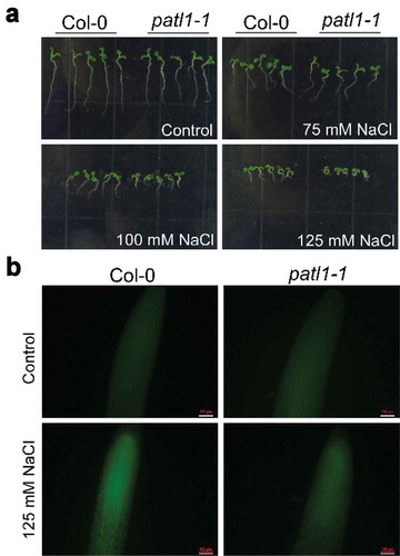 Figure 1. Patellin1 negatively regulates plant salt tolerance by attenuating NO accumulation in Arabidopsis.(a) Salt sensitivity analysis of 7-d-old seedlings of Col-0 and patl1-1 grown on MS medium under control condition or supplemented with different concentrations of NaCl (75, 100 and 125 mM). Photographs were taken when phenotypic differences were observed. (b) NO accumulation in the roots of 7-d-old seedlings. Col-0 and patll-1 plants were incubated in 1/2 liquid MS medium (pH = 5.8) with 10 μM DAF-FM DA for 20 min. After incubation, the roots were washed three times for 15 min each in 1/2 liquid MS medium prior to observation using a fluorescence microscope. Bar = 100 μm.