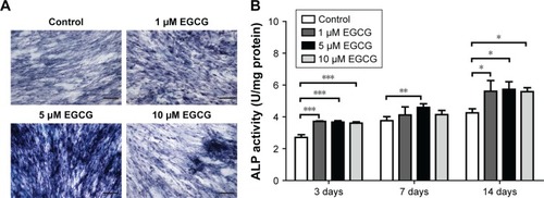 Figure 2 Effects of EGCG on ALP activity.