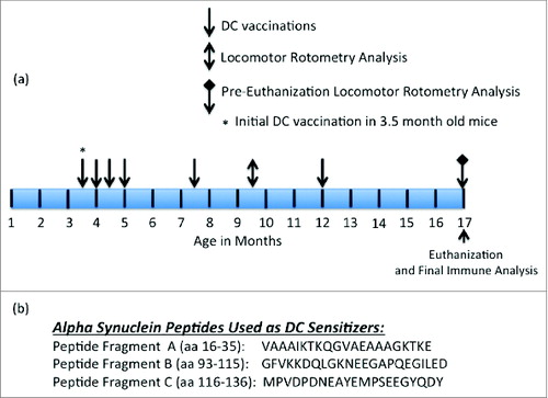 Figure 1. Vaccination and rotometry testing schedule and amino acid sequences of DC sensitizing peptides. (A) Schedule for vaccination, rotometry testing and euthanasia as described further in the Materials and Methods section. The initial vaccination with sensitized or non-sensitized DCs was made in 3.5 month old α− Syn expressing Tg mice. (B) Amino acid sequence and residue numbers for the 3 α-Syn specific B cell epitope-containing peptides used as DC sensitizers.