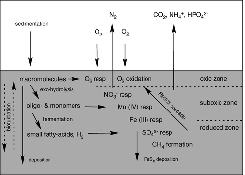 Figure 1.  A schematic presentation of some important diagenetic processes in marine sediments (inspired by Fenchel & Jørgensen Citation1977).