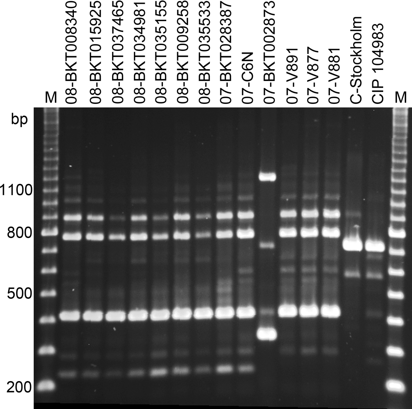 Figure 4.  Random-amplified polymorphic-DNA analysis patterns of 15 strains of C. botulinum type C after amplification by primer two (GE Healthcare, Little Chalfont, UK). Lanes 1 to 7, Swedish broiler isolates from 2008; lanes 8 and 10, Swedish broiler isolates from 2007; lane 9, a Norwegian broiler isolate from 2007; lanes 11 to 13, isolates from herring gulls; and lanes 14 and 15, reference strains C-Stockholm and CIP 108943. The outermost lanes are the 100 kb marker (M).