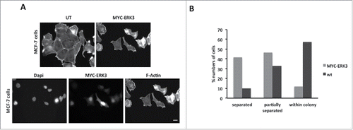 Figure 6. ERK3 transfected cells tend to dissociate from neighboring cells. (A) MCF-7 cells were transfected with MYC-ERK3 for 24 hours, the cells were then fixed and stained with TRITC-phalloidin for F-actin, Dapi and MYC tag as required. ERK3 transfected cells lose their contact with other cells. (B) The percentage of MCF-7 cells that had been detected to be dissociated. 41.7% of cells were totally isolated, 46.6% cells were partially separated and 11.6% were within the colony. Scale bar: 10 μm.