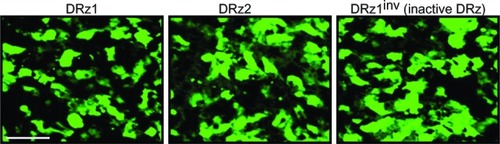Figure 3 Fluorescence microscopic evaluation of DRz cellular uptake and intracellular distribution.