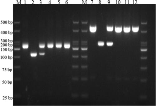 Figure 2. PCR detection of Pi1 and Pi2 genes. M: 500 bp DNA Marker; lanes 1–6: Amplification results using Pi1 marker for R283, restorer line R110, JR10, JR11, JR12, and JR13; lanes 7–12: Amplification results using Pi2 marker for R283, restorer line R110, JR10, JR11, JR12, and JR13.