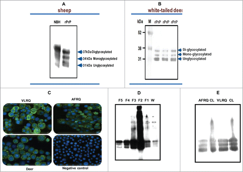 Figure 1. (A and B) Baculovirus-expressed PrP of sheep and white-tailed deer, respectively, showing the characteristic glycoform profiles, diglycosylated, monoglycosylated and unglycosylated bands, similar to brain-derived PrP from normal brain homogenate (NBH) of sheep. (C) An IFA staining of recombinant baculovirus-infected Sf9 cells showing expression of PrP. The cells were stained with P4 monoclonal antibody (mAbP4). Sheep PrP genotypes, VLRQ and AFRQ, as well as white-tailed deer, show specific fluorescence. The negative control shows no specific fluorescence. (D and E) Preparation of sheep rPrPC by affinity column chromatography and by the partial purification methods, respectively. W = wash/waste fraction; F1 – F2 = eluted fractions (1 to 5). CL = non-purified lysate; AFRQ and VLRQ depict sheep PrP genotypes. M = molecular weight marker. Proteins were detected with the monoclonal antibody, mAbP4.