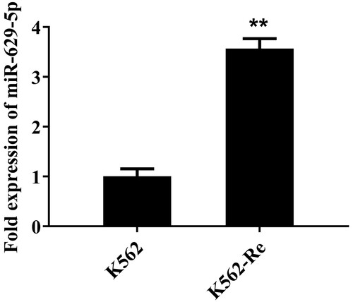 Figure 1. The RT-qPCR results illustrating the expression of miR-629-5p in K562 cells and K562-Re cells (**P<0.01).
