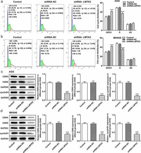 Figure 3. Cell cycle progression was analyzed in (a) the AGS and (b) the MKN45 cell lines using flow cytometry. The expression levels of CDK4, CDK6 and cyclin D1 in (c) the AGS and (d) the MKN45 cell lines were measured using western blotting. ***P < 0.001.