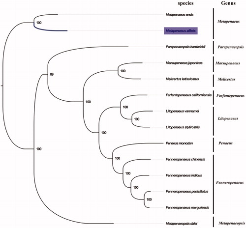 Figure 1. Phylogenetic tree of 14 species in family Penaeidae. The complete mitogenomes is downloaded from GenBank and the phylogenic tree is constructed by maximum-likelihood method with 100 bootstrap replicates. The bootstrap values were labeled at each branch nodes. The gene's accession number for tree construction is listed as follows: Metapenaeus ensis (NC_026834), Parapenaeopsis hardwickii (NC_030277), Marsupenaeus japonicus (NC_007010), Melicertus latisulcatus (MG821353), Farfantepenaeus californiensis (NC_012738), Litopenaeus vannamei (NC_009626), Litopenaeus stylirostris (NC_012060), Penaeus monodon (NC_002184), Fenneropenaeus chinensis (NC_009679), Fenneropenaeus indicus (NC_031366), Fenneropenaeus penicillatus (NC_026885), Fenneropenaeus merguiensis (NC_026884), and Metapenaeopsis dalei (NC_029457).