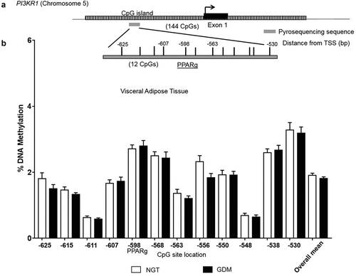 Figure 2. DNA Methylation analysis in the PI3KR1 promoter region. CpG site-specific DNA methylation analyses at the phosphoinositide-3-kinase regulatory subunit p85 (PI3KR1) at the CpG island within the promoter region in the visceral omental adipose tissue from mothers with NGT vs. GDM. Schematic illustration of the DNA methylation assay for the PI3KR1 promoter region, including a characterized transcription factor binding site for PPARgamma (a). Percent DNA methylation at each individual CpG site investigated (12 CpG sites) in the VAT for normal glucose tolerant (NGT; white; n = 22) vs. gestational diabetes mellitus group (GDM; black; n = 20). (b) CpG site number is location distance from transcriptional start site (TSS). Overall mean across CpG sites is also included. Data are means ± SEM.