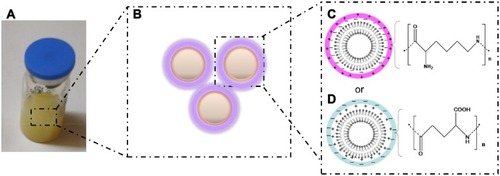 Figure 1 Schematic illustration of polyelectrolyte coated VPGs: (A) Polyelectrolyte coated VPGs stored in glass vials, (B) Polyelectrolyte coated on the surface of VPGs by electrostatic interaction, (C) PLL-SCS VPGs, (D) PGA-ODA VPGs.