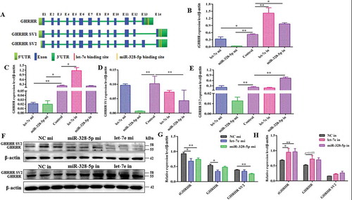 Figure 3. Let-7e and miR-328-5p reduced GHRHR SVs and GH expression. (A) The exons composition models of GHRHR SVs and the potential targets of let-7e and miR-328-5p. (B) Total GHRHR mRNA expression level in primary pituitary cells transfected with let-7e and miR-328-5p mimics or inhibitors. (C) GHRHR mRNA expression level. (D) Relative GHRHR SV1 mRNA expression level. (E) Relative GHRHR SV2 mRNA expression level. (F) GHRHR SVs protein expression in primary pituitary cells transfected with let-7e and miR-328-5p mimics or inhibitors. (G, H) Quantification results of (F). * p < 0.05; ** p < 0.01