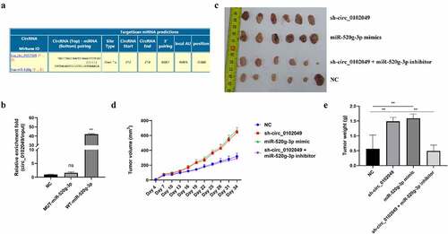 Figure 1. Silence of circ_0102049 promoted the tumorigenesis of OS by sponging miR-520g-3p. (a) The putative binding site between circ_0102049 and miR-520g-3p was predicted by using Targetscan software. (b) The enrichment fold of circ_0102049 was evaluated by RNA pull down assay by using biotin-labeled WT or MUT miR-520g-3p (n = 3). (c-e) Stable MG63 cells which were transfected with sh-circ_0102049, miR-520g-3p mimics, or co-transfected with sh-circ_0102049 and miR-520g-3p inhibitor, were subcutaneously inoculated into nude BALB/c nude mice (n = 6). (c) The representative image of xenograft tumor from different groups harvested at day 34. (d) Tumor volume from different groups was evaluated every three days for 34 days. (e) Tumor weight from different groups was evaluated at day 34. * P < 0.05, ** P < 0.01 and ns indicates no significant difference