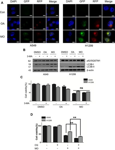 Figure 4 Methyloleanolate (MO)-impaired autophagy flux in A549 and H1299 cells. (A) Effect of oleanolate (OA) and MO on autophagy flux in A549 and H1299 cells. A549 and H1299 cells were transfected with LC3 conjugated to red fluorescent protein and green fluorescent protein constructs and exposed to OA (100 μM) or MO (40 μM) for 12 hrs. Autophagy flux was evaluated with confocal microscopy. (B) Effect of 3-methyladenine (3-MA) on 1A/1B-light chain 3BII (LC3BII) and p62/SQSTM1 in OA- or MO-treated A549 and H1299 cells. The cells were pretreated with 3-MA for 1 hr and incubated with OA (100 μM) or MO (40 μM) for 12 hrs. Then western botting was conducted and antibodies of LC3BII and p62/SQSTM1 were used for detection. (C) Effect of 3-MA on the viability of OA- or MO-treated A549 and H1299 cells. The cells were pretreated with 3-MA for 1 hr, exposed to OA (100 μM) or MO (40 μM) for 12 hrs, and an MTT assay was performed. (D) Effect of chloroquine (CQ) on the viability of MO-treated A549 and H1299 cells. The cells were pretreated with CQ for 1 hr and exposed to MO (40 μM) for 12 hrs and a 3-(4,5-dimethylthiazol-2-yl)-2,5-diphenyltetrazolium bromide assay was performed. Data are shown as means ±SD from three independent experiments. **P < 0.01 between CQ- and MO-treated groups. N = 6 per group.Abbreviation: NS, not significant.