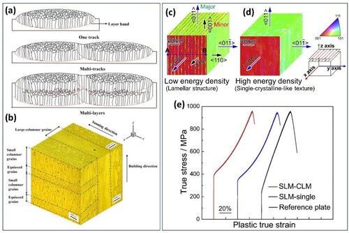 Figure 7. (a) Schematic representation of the formation process of β grains, with small equiaxed grains developing at the top of melt pools. (b) Corresponding morphology of β grains in a DED Ti5Al5Mo5V1Cr1Fe alloy, showing a heterogeneous grain distribution with alternating columnar and equiaxed grains. Reprinted with permission from [Citation65]. 3D crystal orientation maps obtained by SEM-EBSD for 316L SS specimens fabricated under conditions of (c) low energy density and (d) high energy density. (e) True stress–true strain curves at room temperature for specimens from (c) (referred to as SLM-CLM) and (d) (referred to as SLM-single), along with a reference plate [Citation137].