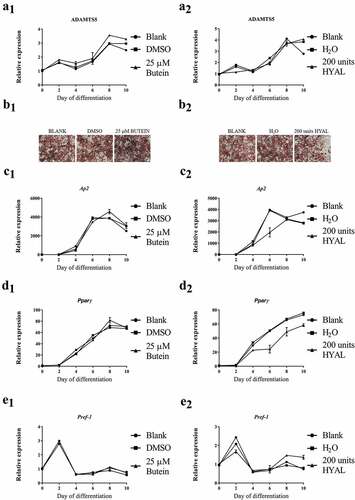 Figure 1. Effect of butein A (panels 1) or HYAL (panel 2) on differentiation of 3T3-L1 preadipocytes into mature adipocytes. Expression of Adamts5 (panels a) and of the differentiation markers Ap2 (panels c), Pparγ (panels d) and Pref-1 (panels e) is shown as a function of time. Data are means ± SEM. Panels b represent Oil red O staining of differentiated 3T3-L1 preadipocytes (day 10) in the presence of butein, solvent DMSO or blank (panel b1) or in the presence of HYAL, solvent H2O or blank (panel b2). The scale bars correspond to 50 μm (magnification x100). Abbreviations: a disintegrin and metalloproteinase with thrombospondin motifs 5 (Adamts5), hyaluronic acid (HYAL), adipocyte protein 2 (Ap2), peroxisome proliferator-activated receptor γ (Pparγ), preadipocyte factor 1 (Pref-1) and dimethylsulfoxide (DMSO).