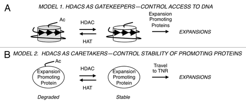 Figure 2. Speculative models of HDAC activity during triplet repeat expansions. (A) Gatekeeper hypothesis. The nucleosome structure at triplet repeats (arrows) and changes to histone tail acetylation are shown. Expansion promoting proteins are theorized to have improved access to the TNR DNA upon histone deacetylation. (B) Caretaker hypothesis. Stabilization of expansion promoting proteins (such as Sae2) by deacetylation allows these proteins more opportunity to travel to the trinucleotide repeat and catalyze the expansion.