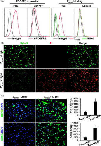 Figure 4. ZIR700-mediated PDT kills PDGFRβ-expressing cells in vitro. (A) Flow cytometry analysis of PDGFRβ expression (left) and ZIR700 binding (right) to pericytes (PCs) and LS174T tumor cells. (B) Cytotoxicity of ZIR700 in PDGFRβ-expressing pericytes under different conditions. Cells were pre-incubated with ZIR700 for 1 h followed by washing with PBS and illumination with (ZIR700+Light) or without (ZIR700-Light) laser. The live/dead cells were visualized by SYTO9/PI staining. Original magnification 200×. (C) Production of ROS in pericytes treated with ZIR700-mediated PDT. Cells were incubated with DCFH or SOSG during ZIR700-mediated PDT and were observed under a fluorescence microscope (left) or measured with a fluorescence microplate reader (right). Original magnification 200×.