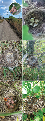 Figure 1. (a) The third Song Thrush nest was built on a large Wild Rose. (b) The first Song Thrush nest with a brood of the Red-backed Shrike. (c) The second nest, and attempt to adoption the nest of the Song Thrush. (d) Strings used by the Red-backed Shrike to build a nest. (e) The Red-backed Shrike nestlings in the Song Thrush’s nest. (f) Young the Red-backed Shrike just before leaving the nest.