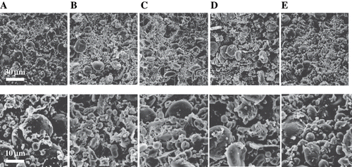 Figure 2 SEM images of doughs with pre-germinated brown rice-powder added with or without enzyme and emulsifier. The dough was mixed for 10 min in a farinograph. Abbreviations are the same as in Table 1.