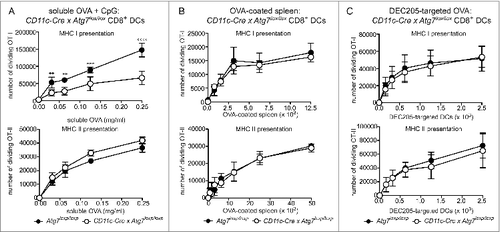 Figure 4. Autophagy is required for efficient cross-presentation of soluble antigen, but not cell-associated antigen or antigen delivered via DEC205. Purified Atg7-WT or Atg7-DC CKO splenic CD8+ DC were incubated with (A) OVA protein (+ 0.5 μM CpG) for 45 min or (B) irradiated H-2bm1 splenocytes coated with OVA protein (OVA-coated spleen). (C) For DEC205 targeting, purified CD8+ DC were activated by culture at 37°C overnight. Activated CD8+ DC were incubated with biotinylated anti-DEC205 antibodies followed by anti-biotin antibodies conjugated to OVA. Presentation of OVA by MHC I (cross-presentation) was assessed by monitoring the division of Cell Trace Violet-labeled OT-I T cells, while presentation of OVA by MHC II was assessed by monitoring the division of Cell Trace Violet-labeled OT-II T cells. In all cases, experiment was performed in triplicate (mean ± 1 SD) with data normalized and pooled from 2 independent experiments. Data were analyzed by 2-way ANOVA followed by Bonferroni multiple comparison test ****P ≤ 0.0001, ***P ≤ 0.001, **P ≤ 0.01.