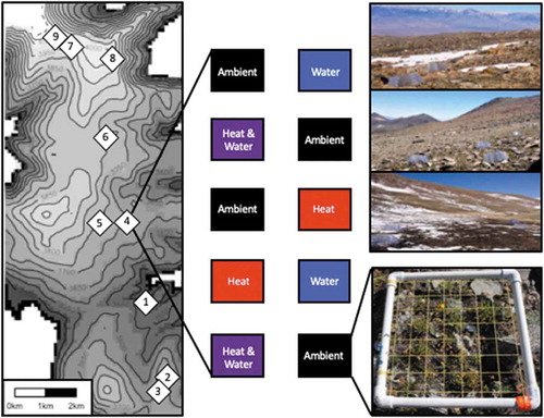 Figure 1. Schematic of study design across the elevational range of alpine habitat in the White Mountains, CA, USA. Sites (white diamonds) are numbered in ascending order from low to high elevation. In each of the sites, 30 × 30 cm plots were randomly assigned to one of four treatments (ambient, heated, watered, heated and watered) with a replication of two plots per experimental treatment (and a replication of four plots for the ambient treatment in all sites, except site 2 and site 3, which also had a replication of two plots for the ambient treatment). The heating treatment was performed using passive warming chambers (shown in the top right in sites 9, 5, and 1). Species abundance was quantified in each plot in 2015, 2016, and 2017 as the frequency of presence in each cell (gridded cells shown in the bottom right).