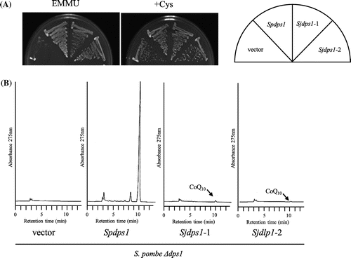 Figure 8. Expression of S. japonicus dps1 in S. pombe ∆dps1 strain. S. japonicus dps1 was expressed in S. pombe ∆dps1 strain (LJ1030). Cells were grown on minimal medium with or without cysteine for 6 days at 30 °C (a), and synthesis of CoQ10 was measured by HPLC (B). Vector: LJ1030/pREP41; Spdps1: LJ1030/pREP41-dps1; Sjdps1–1 and Sjdps1–2: LJ1030/pREP41-Sjdps1–1 or pREP41-Sjdps1–2 (these plasmids were constructed independently, but used the same structure).