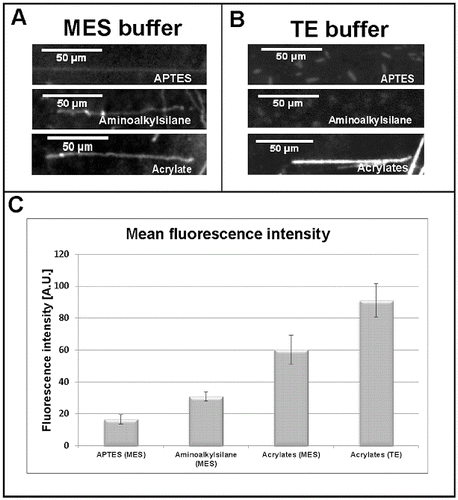Figure 2. Comparative analysis of single DNA molecules stretched on acrylates-, aminoalkylsilane- and APTES-covered glass slides at different buffer conditions. Pre-stained single DNA molecules at: MES buffer, pH 5.5 (A); TE buffer, pH 7.5 (B). Diagram (C) representing the intensity of the emitted fluorescent signal of stretched DNA molecules (n = 10).