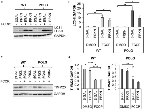 Figure 2. Mitophagy of depolarized mitochondria is functional in POLG CPCs. Cells were infected with β-Gal or mCherry-PRKN prior to treatment with 25 μM FCCP for 24 h. (a) Representative western blots of LC3-II and GAPDH in WT and POLG CPCs. (b) Quantification of LC3-II:GAPDH in WT (n = 4) and POLG CPCs (n = 3). (c) Representative western blots of the mitochondrial protein TIMM23 and GAPDH in WT and POLG CPCs. (d) Quantitation of TIMM23:GAPDH in WT (n = 4) and POLG CPCs (n = 3). Data are mean ± SEM. *p < 0.05; **p < 0.01; ****p < 0.0001.