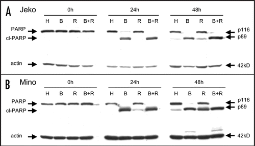 Figure 4 PARP cleavage induced by bortezomib. Jeko (A) and Mino (B) cell lines were cultured in the presence of 10 nM bortezomib (continuous exposure) and/or rituximab (1 µg/ml) plus cross-linker. Cells were harvested at 0, 24 and 48 hours, and lysates were immunoblotted for PARP (cl-PARP, cleaved PARP; H, herceptin; B, bortezomib; R, rituximab; B + R, bortezomib + rituximab).