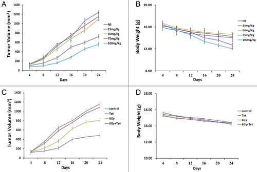Figure 7. Tetrandrine inhibited nasopharyngeal carcinoma xenograft growth in vivo. (A) The tumor growth curves of mice model after different tetrandrine exposures. (B) The body weight of mice model after different tetrandrine exposures. (C) The tumor growth curves of mice model after treatment with tetrandrine or irradiation. (D) The body weight of mic model after treatment with tetrandrine or irradiation.