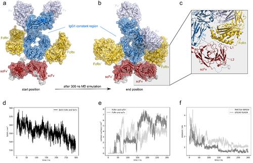 Figure 5. All-atom molecular dynamics simulation of IgG1-scFv with FcRn.