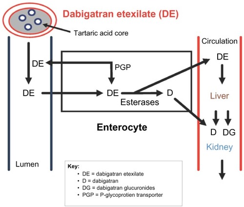 Figure 1 D characteristics (absorption, distribution, metabolism, excretion).