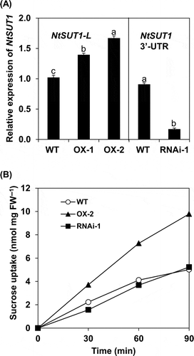 Figure 2 Characterization of OX and RNAi lines of NtSUT1 in BY-2. In (A), expression analyses of NtSUT1 were performed in BY-2 cell lines (wild type (WT), over-expressor (OX)-1, OX-2, RNAi-1) during the logarithmic phase of growth in nutrient medium. NtSUT1 expression levels were evaluated by real-time reverse transcription-polymerase chain reaction (RT-PCR) by using specific primer sets for the NtSUT1-L (WT, OXs) and the 3’-UTR conserved region of NtSUT1 (WT, RNAi), respectively. Relative expression levels were normalized against the values of the Actin9 transcripts. Each value represents the mean ± standard error (SE) of three samples from three independent experiments. For each analysis, significant differences among lines are indicated with different lower case letters, which were determined by least significant difference (LSD) test at P < 0.05. In (B), sucrose uptake as determined in a nutrient medium. Cells were suspended in a nutrient medium at 50 mg fresh weight (FW) per mL and sucrose uptake was monitored at the times indicated after the addition of 14C-sucrose at 0 h, as described in the Materials and methods section. The uptake values are shown per cells at one mg FW, based on the FW of the culture determined at 0 time. Each value represents the average value from two independent experiments.