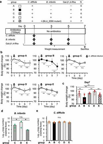 Figure 5. Effects of Gal-β1,4-Rha and B. infantis on weight loss in mice owing to C. difficile infection