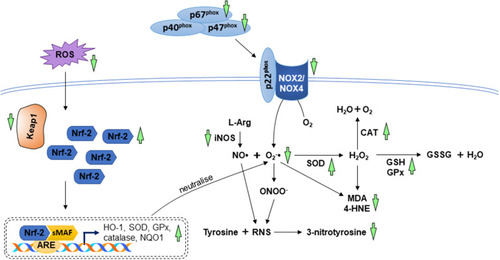 Figure 4 The mechanism of action in the regulation of oxidative stress. During myocardial injuries, the imbalance between ROS/RNS levels and anti-oxidative capacity cause lipid peroxidation and protein modification. The anti-oxidative property A. paniculata (Burm.f.) Nees and andrographolide are accomplished by enhancing the antioxidant system via activation of Nrf-2/Keap-1 pathway as well as decreasing the enzymes responsible for oxidative and nitrosative stress (indicated by green arrows). The arrow pointing upward indicates an increase or activation while the arrow pointing downward indicates a decrease or inhibition.