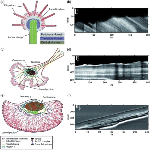 Figure 35. Different cell types do not only differ in morphology and cytoskeletal architecture (illustrated on the left side) but further display distinct migration characteristics. Kymographs of the leading edge of three different cell types are shown on the right (b, d, f) with the signature of persistent forward motion in the case of keratocytes (f) and significant edge fluctuations for neuronal growth cones (b) and fibroblasts (d). Image was adapted from Citation372.