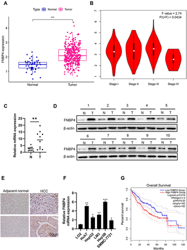 Figure 1 FNBP4 is highly expressed in patients with HCC and is positively correlated with poor OS. (A) The expression levels of FNBP4 in HCC (n=374) and adjacent normal tissues (n=50) in the TCGA database. (B) The expression levels of FNBP4 in patients with HCC at different pathological stages. (C) Quantitative real-time PCR (qRT-PCR) was used to measure the mRNA expression of FNBP4 in 10 pairs of HCC tumor tissues (T) and adjacent normal tissues (N). (D) Western blot was used to measure the protein expression of FNBP4 in 10 pairs of HCC tumor tissues (T) and adjacent normal tissues (N). (E) Immunohistochemical staining revealed that FNBP4 was upregulated in HCC tissues (n=10). (F) qRT-PCR was used to measure the mRNA expression of FNBP4 in five HCC cell lines (Huh7, HepG2, LM3, Hep3B, and SMMC-7721) compared with the normal hepatocyte cell line LO2. (G) Kaplan-Meier curve was used to assess the correlation between FNBP4 and overall survival (OS) of the HCC patients in the TCGA database. Data were expressed as Mean ± SEM. *p<0.05, **p<0.01, ***p<0.001.