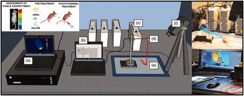 Figure 3. Experimental set-up to perform in vivo photothermal treatments on breast cancer tumors engrafted on mice flanks. It includes: (a) the computer for monitoring the temperature outcome, (b) the laser software for controlling the laser setting parameters, (c) the NIR laser emitter, (d) the collimator placed at applicator tip, (e) the anesthetized mouse bearing the breast cancer tumor, (f) the thermographic camera adopted for the measurement of the superficial temperatures.