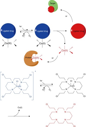 Figure 4 The hypoxia-activated mechanism of metal complex prodrugs: these complexes are coordinated with cytotoxic ligands of relatively low cytotoxicity for specific binding to their target sites. When the center metal ions are at a higher oxidation status, they are coordinated with ligands that cannot be readily metabolized in cells. When the center metal ions are reduced to a lower unstable reduced status, the corresponding ligands are triggered to be released.