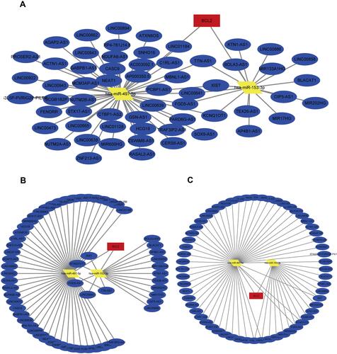 Figure 11 The ceRNA network of BCL2-miRNAs-LncRNAs. (A–C) The BCL2-related ceRNA was constructed via cytoscape. The red represents the BCL2, the yellow is miRNAs and the blue is lncRNAs.