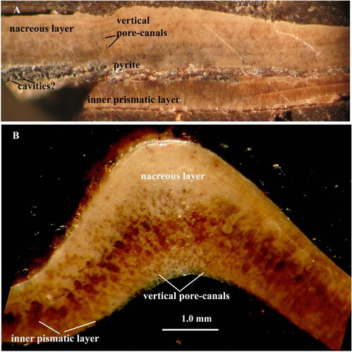 Figure 3. A, B. Quenstedtoceras sp. A. Section of the Fig.1A in higher magnification. B. Specimen no. Mo 199803. Oblique vertical section of the shell wall; vertical pore-canals with partially dissolved walls appearing as dark spots.