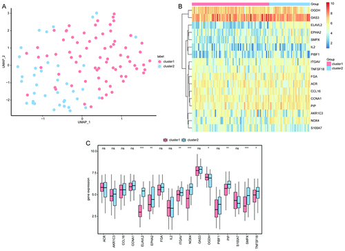 Figure 6 Clustering analysis of the two CAD-ICD subtypes. (A) Plot of the UMAP clustering results. (B) Heat map of the feature gene expression in the two clusters. (C) Intergroup comparison of feature gene expression; the horizontal axis shows the signature genes, while the vertical axis shows the gene expression levels. Pink indicates cluster 1, blue indicates cluster 2, *P < 0.05, **P < 0.01, ***P < 0.001.