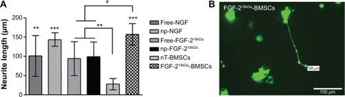 Figure 7 Neuronal differentiation of PC-12 cells is seen to the highest extent in co-cultures with FGF-218kDa-BMSCs.Notes: (A) Neurite formation by EGFP-PC-12 cells was quantitatively analyzed in the presence of either 50 ng/mL of free NTFs (NGF or FGF-218kDa) or np-NTFs (NGF or FGF-218kDa) or in co-culture of FGF-218kDa-BMSCs. While no significant differences were detectable between treatment with free NTFs or np-NTFs, nT-BMSCs demonstrated a significantly reduced neurite inductive bioactivity in comparison with all other conditions (**P≤0.01, ***P≤0.001). In contrast, maximal neuronal differentiation by PC-12 cells was detected in co-culture with FGF-218kDa-BMSCs, with significant difference to free FGF-218kDa and np-FGF-218kDa (#P≤0.05). (B) Sample photomicrograph of EGFP-PC-12 cells co-cultured with FGF-218kDa-BMSCs.Abbreviations: PC-12 cells, cell line from rat pheochromocytoma cells; FGF, fibroblast growth factor; BMSCs, bone marrow-derived mesenchymal stromal cells; EGFP, enhanced green fluorescent protein; NTFs, neurotrophic factors; NGF, nerve growth factor; np, nanoparticle; nT, nontransfected.