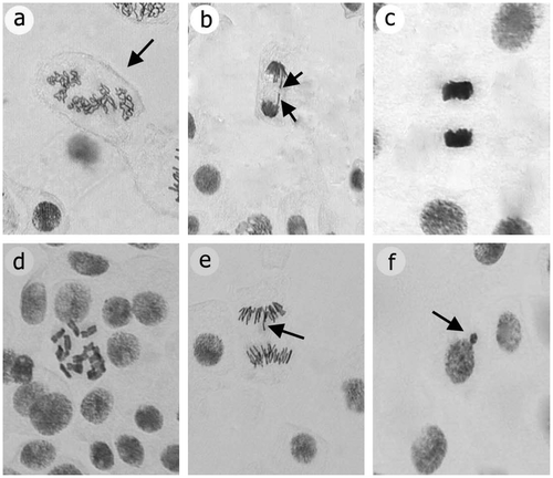 Figure 1. Mitotic abnormalities caused by prometryne in root meristem cells of A. cepa: (a) disturbed prophase; (b) chromatid bridge; (c) stickiness; (d) c-mitosis; (e) laggards; (f) micronucleus.