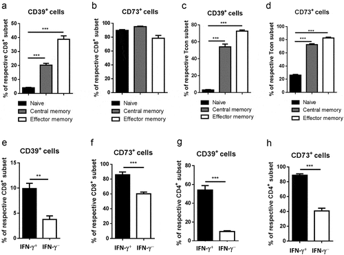 Figure 7. Upregulation of ectonucleotidase expression in T cells with effector/memory phenotype and functional properties. Expression of CD39 and CD73 was measured on CD44highCD62 L+ central memory and CD44highCD62 L− effector memory as well as CD44lowCD62 L+ naïve subsets of total CD8+ T cells (A, B) or CD4+FoxP3− Tcon (C, D) from spleens of healthy mice by flow cytometry. Data are presented as the percentage of CD39+ and CD73+ cells within indicated T cell subsets. Spleen CD8+ (E, F) or CD4+ Tcon (G, H) were stimulated with phorbol 12-myristate 13-acetate and ionomycin for 5 h followed by the detection of intracellular IFN-γ and ectonucleotidase expression on IFN-γ + or IFN-γ – cells (n = 10). Data are presented as the percentage of CD39+ and CD73+ cells among IFN-γ+ and IFN-γ− T cells. **P < .01, ***P < .001
