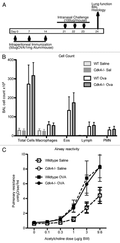 Figure 5 Loss of Cdk4 in hematopoietic cells does not alter response to allergen challenge. (A) Schematic cartoon of allergen challenge. Cdk4−/− and WT bm chimeric mice were sensitized and challenged with PBS or OVA. (B) Total cell counts and counts for macrophages, eosinophils, neutrophils and lymphocytes in bronchoalveolar lavage fluid are shown. N = 10/group. (C) Invasive measurement of airway reactivity to i.v. acetylcholine. Results are means ± SEM (n = 4 to 5). Data is expressed as dose response to Acetylcholine (µg/g body weight (BW)).