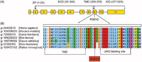 Figure 2. The arginine at position 381 of the IL23R is absolutely conserved across different species. (a) Map of IL23R gene. (b) Sequence alignment of IL23R protein sequences from different species (adapted from Pidasheva et al. Citation2011).
