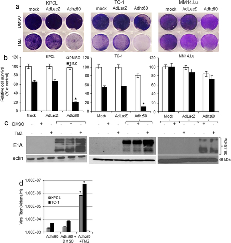 Figure 2. Effect of combined therapy of TMZ and OAd on virus replication in murine cancer and non-cancerous cells. (A) Murine cancer KPCL and TC-1 and non-cancerous MM14.Lu cells were treated with Adhz60 and TMZ at the following doses for Adhz60 and TMZ, respectively 10 MOI and 400 µM. AdLacZ was used at 10 MOI for all cell lines. DMSO was added as a control at its respective volume for each cell line. At 72h post-infection, crystal violet staining was used to evaluate CPE. A representative staining is shown of three experiments performed. (B) OAd-mediated CPE was calculated by measuring the absorbance of solubilized dye at 590 nm. Results represent the mean of three repeated measurements ± standard deviation (SD; error bars) (*P < 0.05 for all cell lines). (C) Expression of adenovirus E1A proteins were detected with an anti-adenovirus type 5 E1A monoclonal antibody. Actin was used as a loading control. A representative experiment is shown from three performed. (D) Supernatants from Figure 2A were used to determine adenovirus yield from each cell line. Results represent the mean of three independent experiments ± standard deviation (SD; error bars) (*P < 0.05).