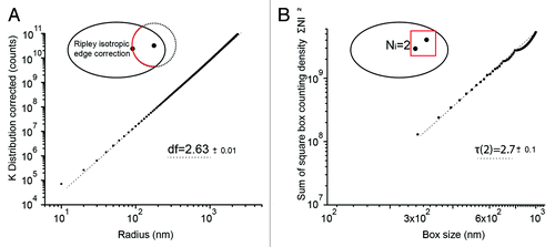 Figure 3. Correlation fractal dimension of H2B distribution. (A) Ripley inter-point K̂(r) distribution of H2B corrected for the geometry of the nuclear envelope and the uneven detection probability within the focal depth. K̂(r) displays a power law dependence that can be interpreted as the correlation fractal dimension df of H2B. (B) Average square number of detections per cubic boxes, as a function of the box radius. From reference Citation26, the power law τ(2) is a box counting estimate of the correlation fractal dimension df. The box counting method is less precise, but τ(2) is close to the value df that was measured with the Ripley K̂(r) distribution.